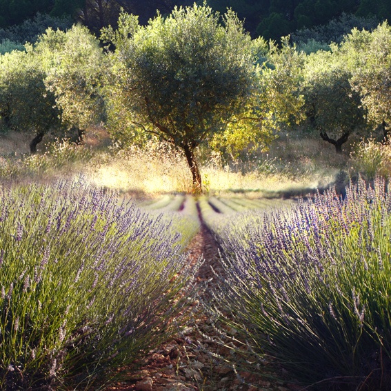 potatura olivi