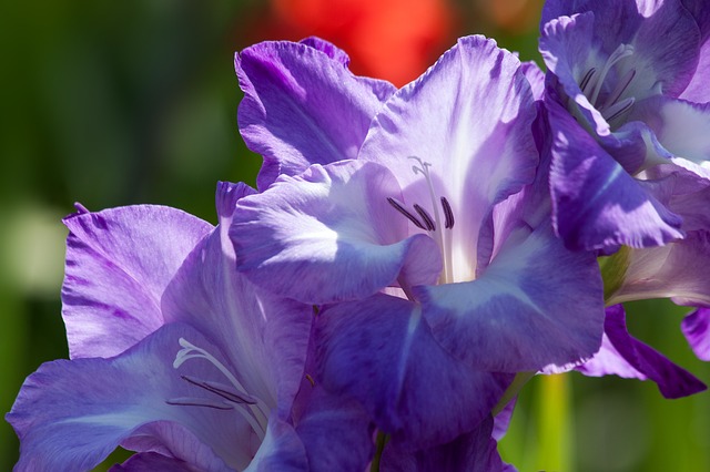 semina gladioli