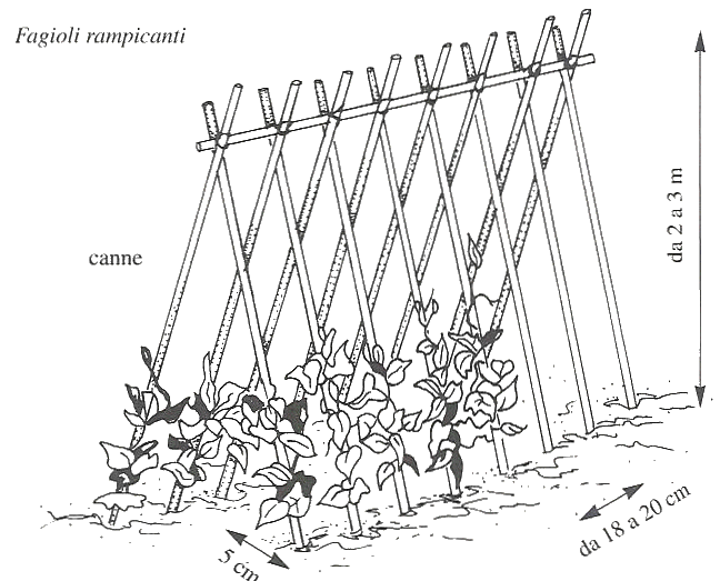  struttura per coltivare pomodori