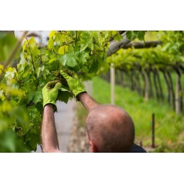Acquista Guanti Giardino pelle 11/XL con riferimento 21034 della ditta Stocker