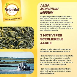 Acquista Algasan Solabiol 1 LT Concime Liquido Biologico con riferimento 86601236 della ditta SBM life science