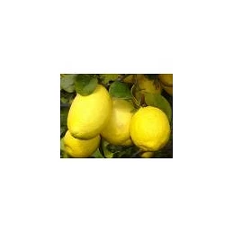 Acquista Limone Imperiale Cespuglio con riferimento SY-KHYY-NL26 della ditta Vivai Gardenhome