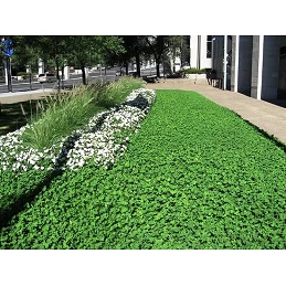 Acquista Greenmood Missouri Trifoglio Nano 0,5 Kg American Quality con riferimento GM863 della ditta GREENMOOD