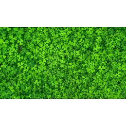 Acquista Greenmood Missouri Trifoglio Nano 0,5 Kg American Quality con riferimento GM863 della ditta GREENMOOD