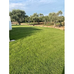 Acquista Greenmood Oklahoma 5 Kg miscuglio per tappeto erboso super resistente American Quality con riferimento GM866 della ditta GREENMOOD