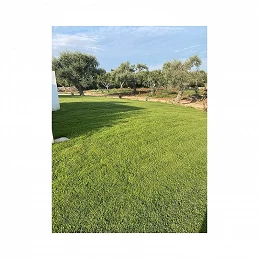Acquista Greenmood Oklahoma 1 Kg miscuglio per tappeto erboso Super resistente American Quality con riferimento GM860 della ditta GREENMOOD
