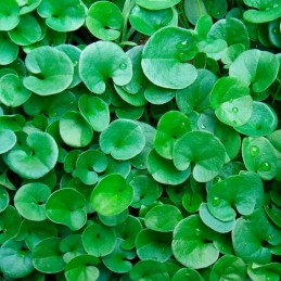 Acquista Greenmood Nebraska Dichondra repens 1 Kg American Quality con riferimento GM862 della ditta GREENMOOD