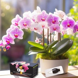 Acquista One Orchidee 20 X 2ML Concentrato con riferimento 86600950 della ditta SBM life science