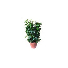 Acquista Clementine a Cerchio H90 con riferimento CLECER90 della ditta Vivai Gardenhome