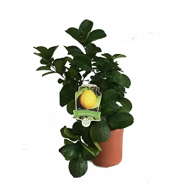 Acquista Limone Limetta Cespuglio con riferimento LIMCESVL18 della ditta Vivai Gardenhome