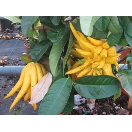 Acquista Cedro Mano di Budda Cespuglio con riferimento CEDCESMBV18 della ditta Vivai Gardenhome