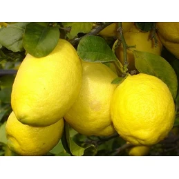 Acquista Limone Imperiale Cespuglio con riferimento SY-KHYY-NL26 della ditta Vivai Gardenhome