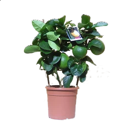 Acquista Limone 4 stagioni a Spalliera H60 con riferimento LIMSPA60 della ditta Vivai Gardenhome