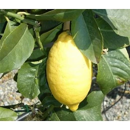 Acquista Limone 4 stagioni Alberello con riferimento LIMALB18 della ditta Vivai Gardenhome