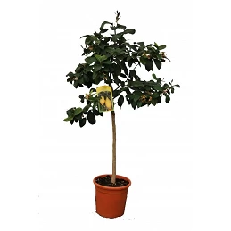 Acquista Arancio Alberello con riferimento 1A-V6WT-LCVQ della ditta Vivai Gardenhome