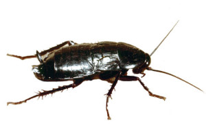 Blatta-orientalis