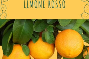 limone rosso