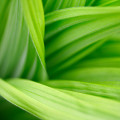 agricoltura biologica