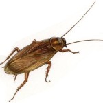blatta germanica