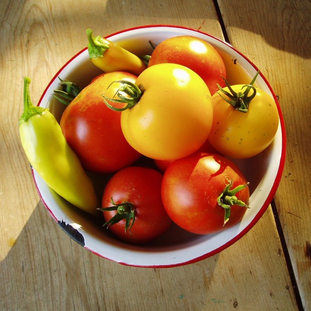 Come coltivare i pomodori - Consigli, Tecniche e Legature ...