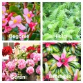 piante e fiori per giardino verticale