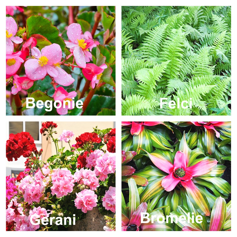 piante e fiori per giardino verticale