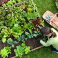 lavori di maggio in giardino e orto