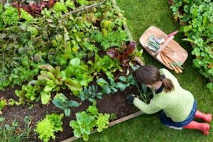 lavori di maggio in giardino e orto