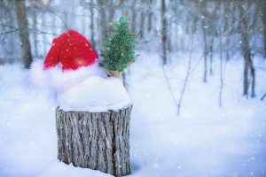 lavori in giardino e orto a dicembre