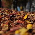 lavori in giardino ottobre