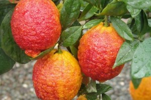 limone rosso