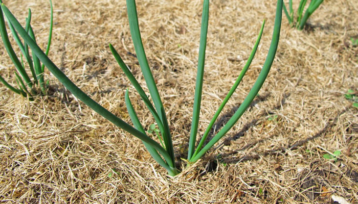 malattie cipolle