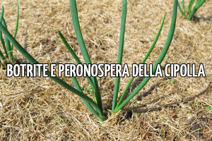 peronospera e botrite cipolla