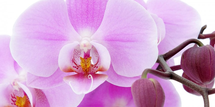 Orchidea Farla Rifiorire Gardenhome s Blog