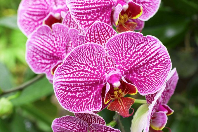 Orchidea Farla Rifiorire Gardenhome s Blog