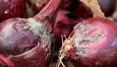 peronospera cipolla