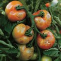 peronospera pomodoro cura rimedi e trattamenti