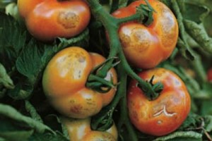 peronospera pomodoro cura rimedi e trattamenti