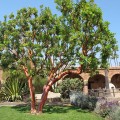 Come potare gli alberi