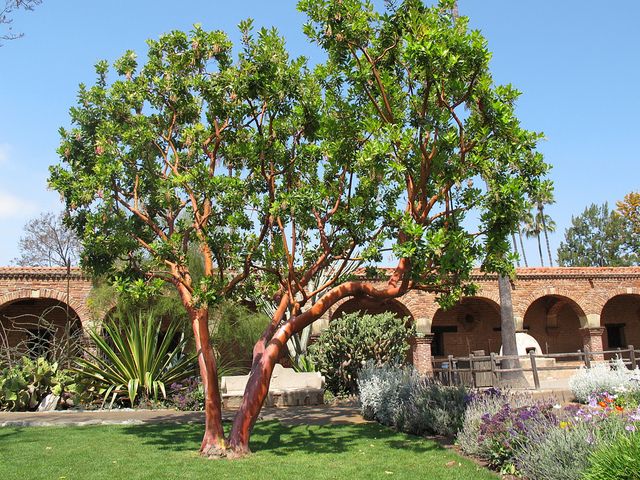 Come potare gli alberi