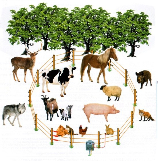 Costruire un recinto elettrico per la protezione del proprio orto o per la  custodia dei propri animali