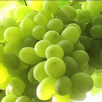 Viti da Tavola