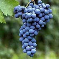 Viti da Vino