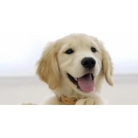 Snack per Cani
