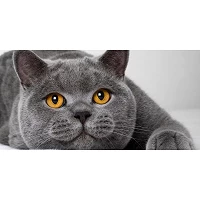 Snack per Gatti