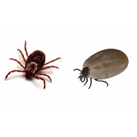 Zecche e Pulci