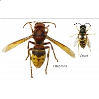 Vespe e Calabroni