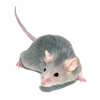 Topi